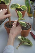 Put cuttings of Peperomia obtusifolia 'Marble' into pots