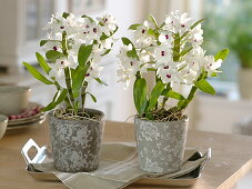 Dendrobium 'Star Class White' (orchids) in grey and white planters