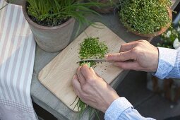 Frisch geernteten Schnittlauch (Allium schoenoprasum) kleinschneiden
