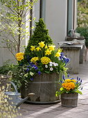 Replant wooden barrel with a buxus cone in spring