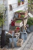 Boxes with young vegetable plants