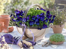 Basket with purple Viola cornuta Callisto 'Denim' (horned violet), parsley