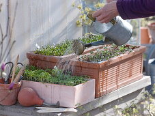 Aussaaten von Spinat 'Matador' (Spinacia oleracea), Gartenkresse