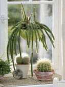 Aporocactus malisonii (snake cactus, whip cactus) in the window