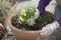 Pruning perennials, fertilising and planting spring flowers (3/5)