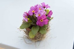 Table decoration with cushion primroses in a hay coat (5/6)