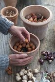 Für bunten Frühlingsflor Zwiebeln im Herbst in Töpfe legen