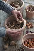 Für bunten Frühlingsflor Zwiebeln im Herbst in Töpfe legen