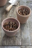 For colourful spring bulbs in pots in autumn