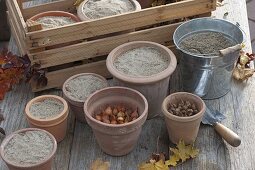 Für bunten Frühlingsflor Zwiebeln im Herbst in Töpfe legen