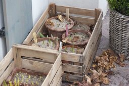 Für bunten Frühlingsflor Zwiebeln im Herbst in Töpfe legen