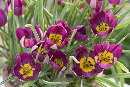 Für bunten Frühlingsflor Zwiebeln im Herbst in Töpfe legen