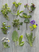 Wild Herb Tableau, Stellaria, Urtica, Lamium