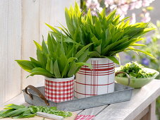 Freshly harvested wild garlic (Allium ursinum) in red and white tins