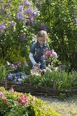 Girl picking bouquet in spring garden, Aquilegia (columbine), Viola cornuta