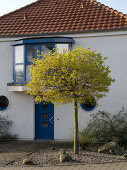 House entrance with flowering Acer platanoides 'Globosum' (Globular Maple)