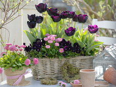 Basket with tulipa 'Queen of the Night' (Tulip), bellis