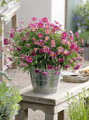 Argyranthemum 'Strawberry Pink' (shrub daisy) in tin pot