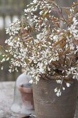 Cutting branches of flowering shrubs for forcing