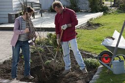 Plant quince tree in bed 5/15