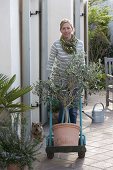 Woman drives Olea europaea (Olive) on the terrace with a handcart