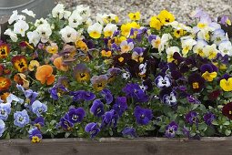 Wooden box with Viola cornuta (horned violet) in different colours