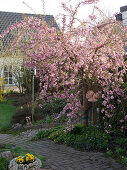 Prunus serrulata 'Kiku-Shidare-Zakura' (Hängende Nelken-Kirsche)