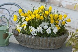 Narcissus bulbocodium 'Golden Bells' (Reifrock-Narzisse, Wildnarzisse)