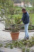Rejuvenate senescent oleander (2/5)