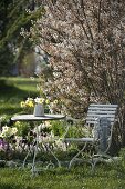 Tisch und Stuhl am Frühlingsbeet mit Amelanchier (Felsenbirne), Tiarella