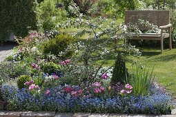 Beet mit Malus (Zierapfel) , Buxus (Buchs), Myosotis