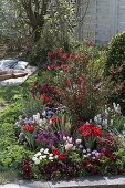 Red bed with Chaenomeles speciosa 'Friesdorfer Typ 205 (false quince)