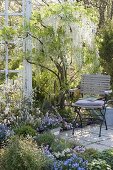 Wisteria floribunda 'Alba' (white blue vine) in a spring border