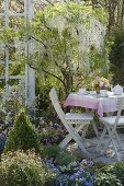 Wisteria floribunda 'Alba' (Weißer Blauregen) im Frühlingsbeet