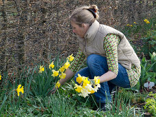 Frau pflückt Narcissus (Narzissen) vor Hecke aus Carpinus