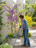 Cercis siliquastrum (Judas tree), Forsythia intermedia 'Weekend'