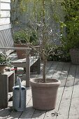 Repot olive tree and cut into shape (3/4)
