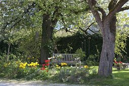 Spring bed under large trees