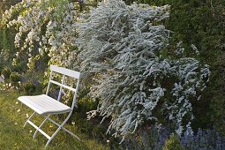White bench in front of Spiraea arguta (Bride's spirea, spirea shrub), Malus 'Red Jade'.