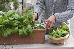 Harvesting spinach 'Emilia f1' (Spinacia oleracea) in terracotta box