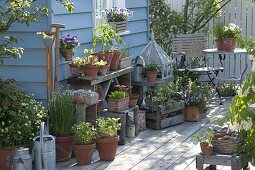 Growing young plants and seedlings on the terrace