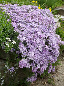 Phlox subulata 'Emerald Cushion Blue' (cushion phlox) on a stone wall