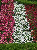 Flower border with bellis (daisy) in pink, white and red
