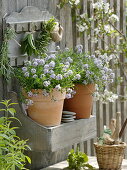 Flowering thyme (Thymus) on a wall shelf