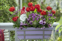 Balcony box with Tulipa 'Red Princess' (double tulips), Iberis