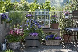 Frühlingsbalkon mit Aquilegia (Akelei), Viola cornuta und wittrockiana