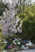 Prunus cerasifera (Blood Plum), Sinarundinaria (Bamboo), Ranunculus