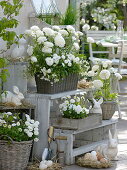 White Easter terrace with Bellis (Centaury), Saxifraga arendsii