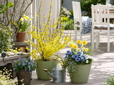 Forsythia 'Lynwood Gold' (Goldglöckchen), Viola cornuta und wittrockiana