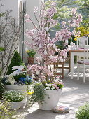 Prunus incisa (ornamental cherry) decorated with white eggs